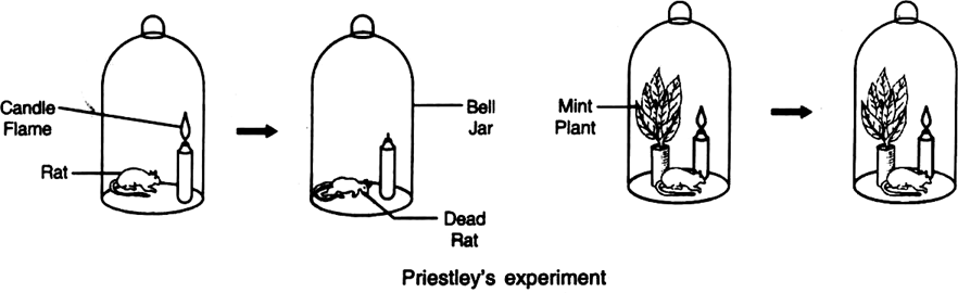  Describe Priestley’s experiment.