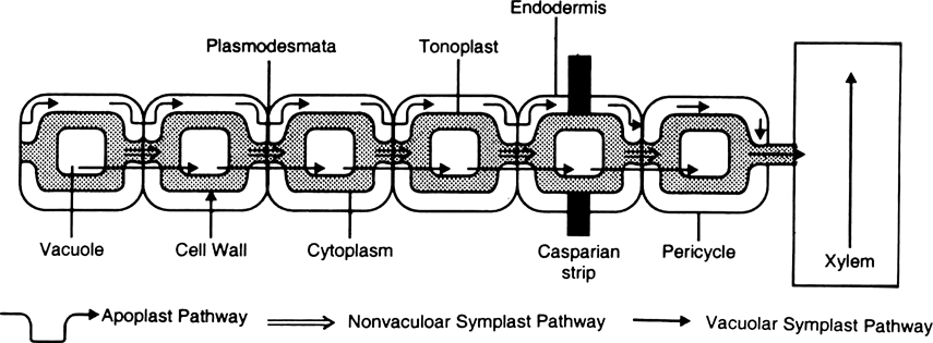 How does water is absorbed by the roots ? Discuss different pathways for its translocation.