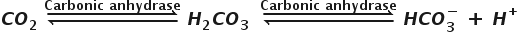 begin mathsize 18px style bold italic C bold italic O subscript bold 2 bold space bold rightwards harpoon over leftwards harpoon with bold C bold a bold r bold b bold o bold n bold i bold c bold space bold a bold n bold h bold y bold d bold r bold a bold s bold e on top bold space bold italic H subscript bold 2 bold italic C bold italic O subscript bold 3 bold space end subscript bold space bold rightwards harpoon over leftwards harpoon with bold C bold a bold r bold b bold o bold n bold i bold c bold space bold a bold n bold h bold y bold d bold r bold a bold s bold e on top bold space bold italic H bold italic C bold italic O subscript bold 3 superscript bold minus bold space bold plus bold space bold italic H to the power of bold plus end style