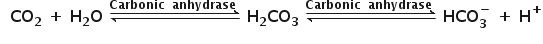 begin mathsize 16px style bold space bold space bold CO subscript bold 2 bold space bold plus bold space bold H subscript bold 2 bold O bold space bold rightwards harpoon over leftwards harpoon with bold Carbonic bold space bold space bold anhydrase bold space on top bold space bold H subscript bold 2 bold CO subscript bold 3 bold space bold rightwards harpoon over leftwards harpoon with bold Carbonic bold space bold space bold anhydrase bold space on top bold space bold HCO subscript bold 3 superscript bold minus bold space bold plus bold space bold H to the power of bold plus end style