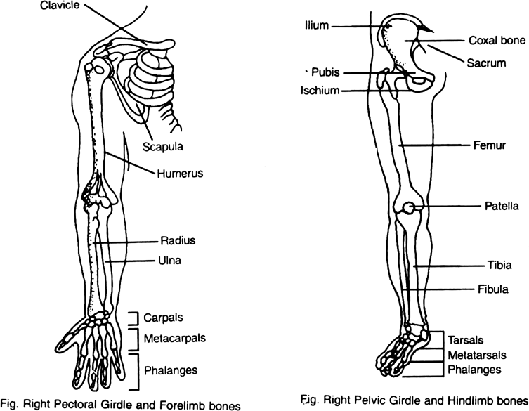 Draw diagram of pectoral girdle, bones of fore limb, pelvic girdle and bones of hind limb of man.