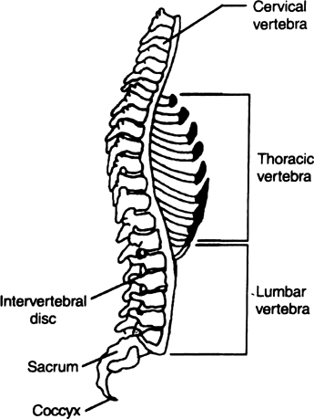 Draw diagrams of skull of man, ribs and vertebral column.