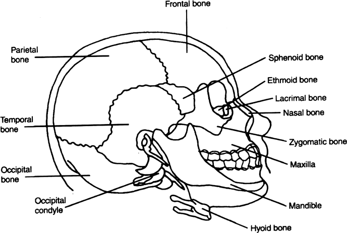 Draw diagrams of skull of man, ribs and vertebral column.