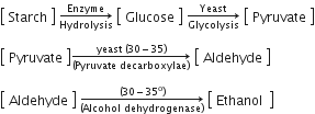 open square brackets table row Starch end table close square brackets space rightwards arrow from Hydrolysis to Enzyme of space open square brackets table row Glucose end table close square brackets space rightwards arrow from Glycolysis to Yeast of space open square brackets table row Pyruvate end table close square brackets

open square brackets table row Pyruvate end table close square brackets rightwards arrow from left parenthesis Pyruvate space decarboxylae right parenthesis to yeast space left parenthesis 30 minus 35 right parenthesis of space open square brackets table row Aldehyde end table close square brackets

open square brackets table row Aldehyde end table close square brackets space rightwards arrow from left parenthesis Alcohol space dehydrogenase right parenthesis to left parenthesis 30 minus 35 to the power of straight o right parenthesis of space open square brackets table row cell Ethanol space end cell end table close square brackets