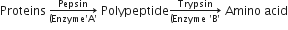 Proteins space rightwards arrow from left parenthesis Enzyme apostrophe straight A apostrophe to Pepsin of space Polypeptide rightwards arrow from left parenthesis Enzyme space apostrophe straight B apostrophe to Trypsin of space Amino space acid