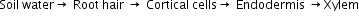 Soil space water rightwards arrow space Root space hair space rightwards arrow space Cortical space cells rightwards arrow space Endodermis space rightwards arrow Xylem