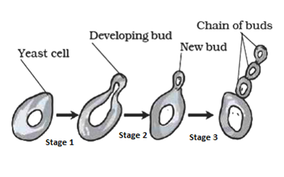 Image result for budding in yeast