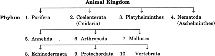 Draw outline classification of Animal (Animalia) kingdom upto phylum level  in order of hierarchy. - Wired Faculty