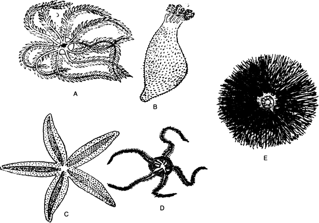 Which is the largest phylum of animal kingdom (animalia)? - Wired Faculty